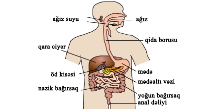 10.4_digestive_system