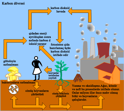the_carbon_cycle